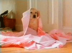andrex puppy