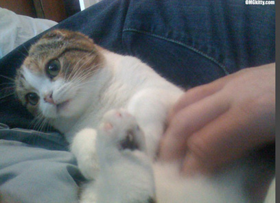 cat